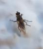 Scathophaga stercoraria